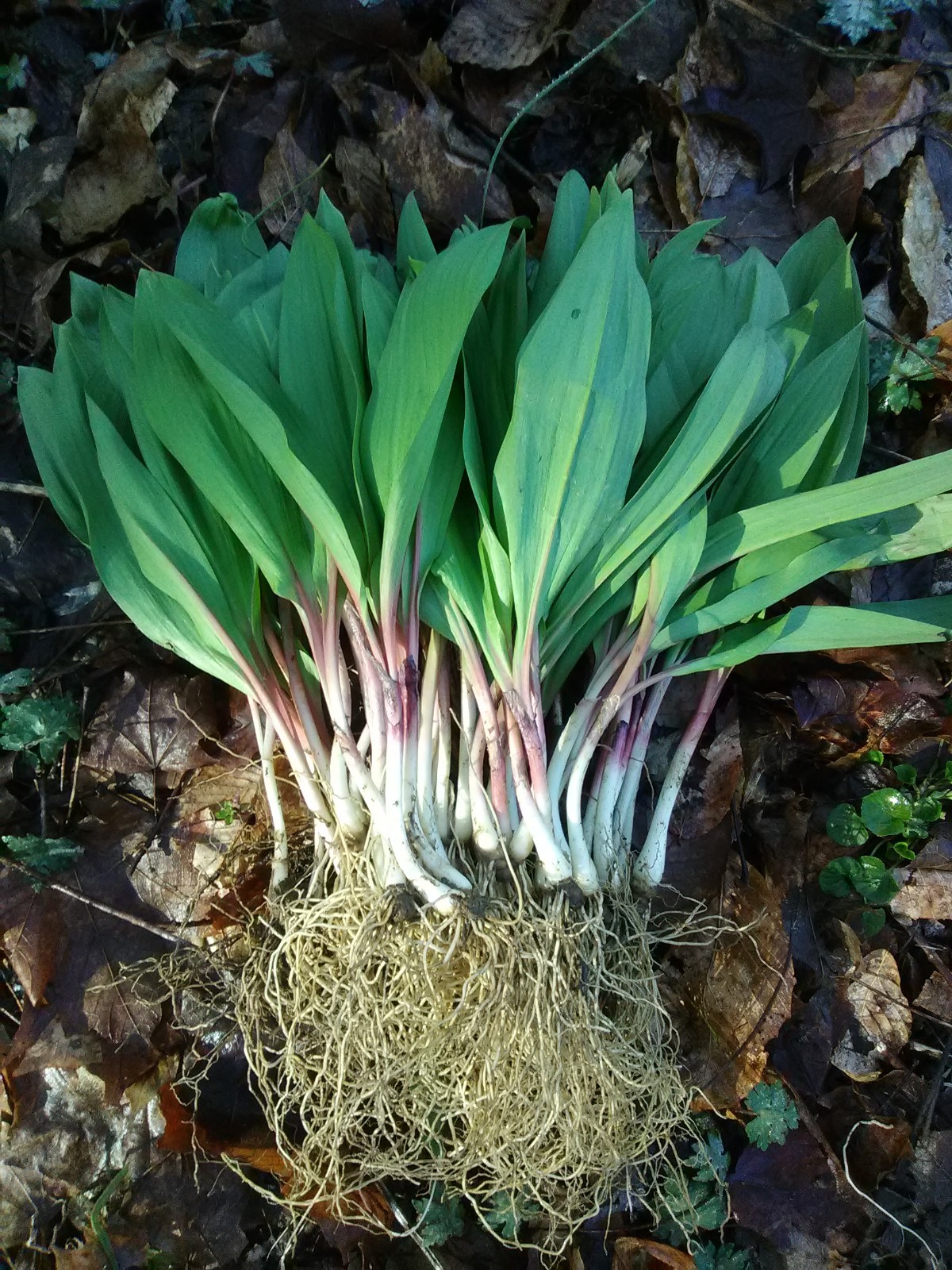 50 Organic wild leek bulbs (ramps) for fall planting to enjoy next spring