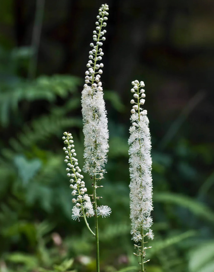 Black Cohosh – 5 Live Root Systems – No Ship to AK, HI & P.R.
