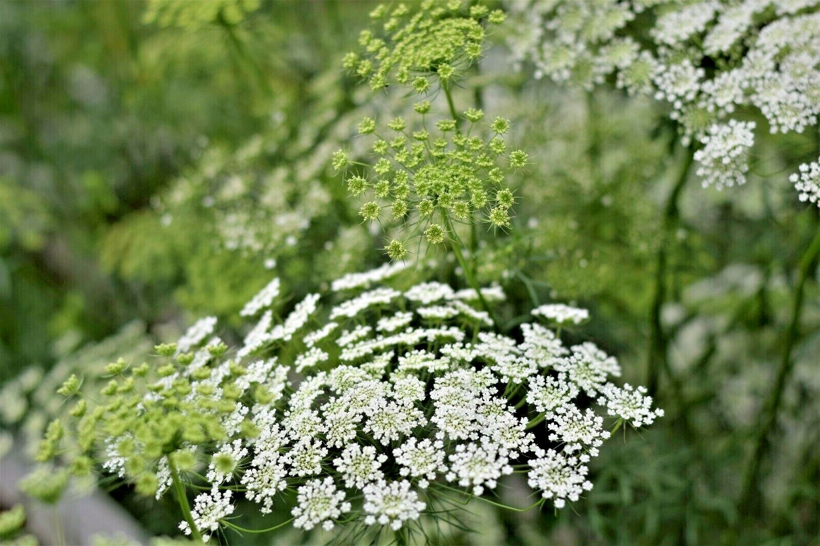 1001+BISHOP FLOWER Seeds Wildflower Queens Anne’s Lace Summer Garden Container
