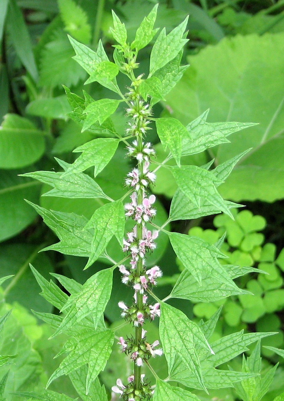 Motherwort Seeds – Leonurus cardiaca – Medicinal Herb – 10 25 50 100 Packs USA
