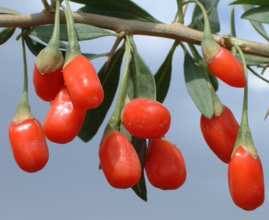 Lycium chinense Wolfberries Goji Berries 20 seeds