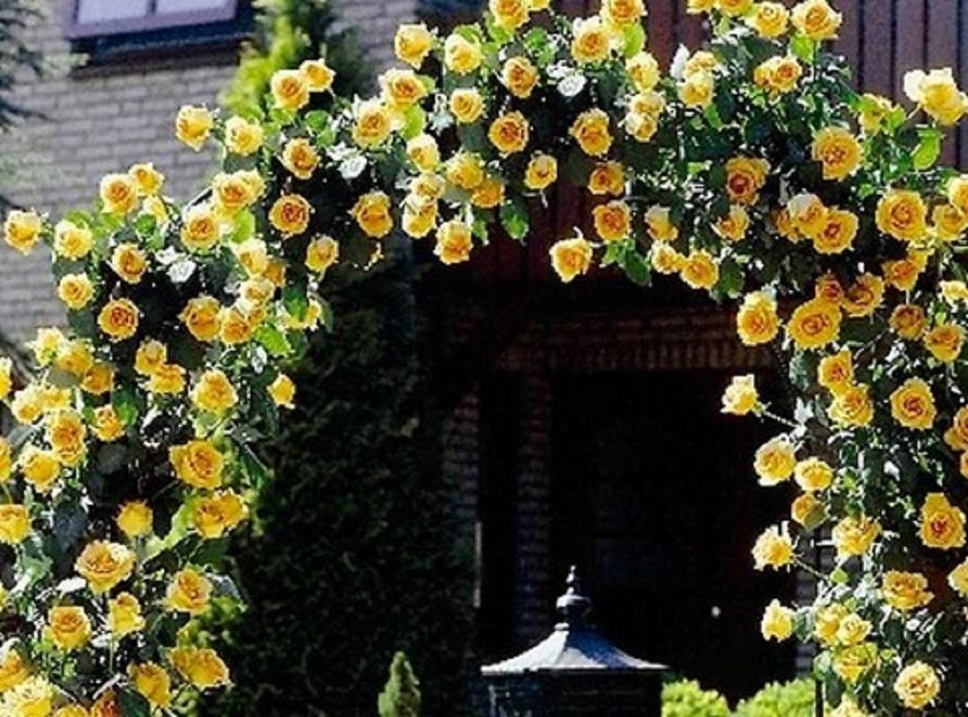 Yellow Climbing Rose Rose Bush 20 or 100 Seeds~Rare-Free Shipping-USA Seller