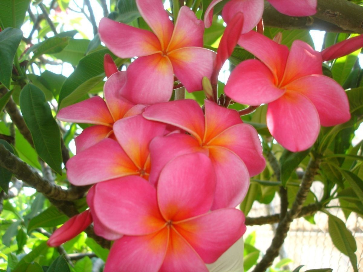 5 Pink Orange Plumeria Seeds Perennial Flowers Seed Frangipani US SELLER