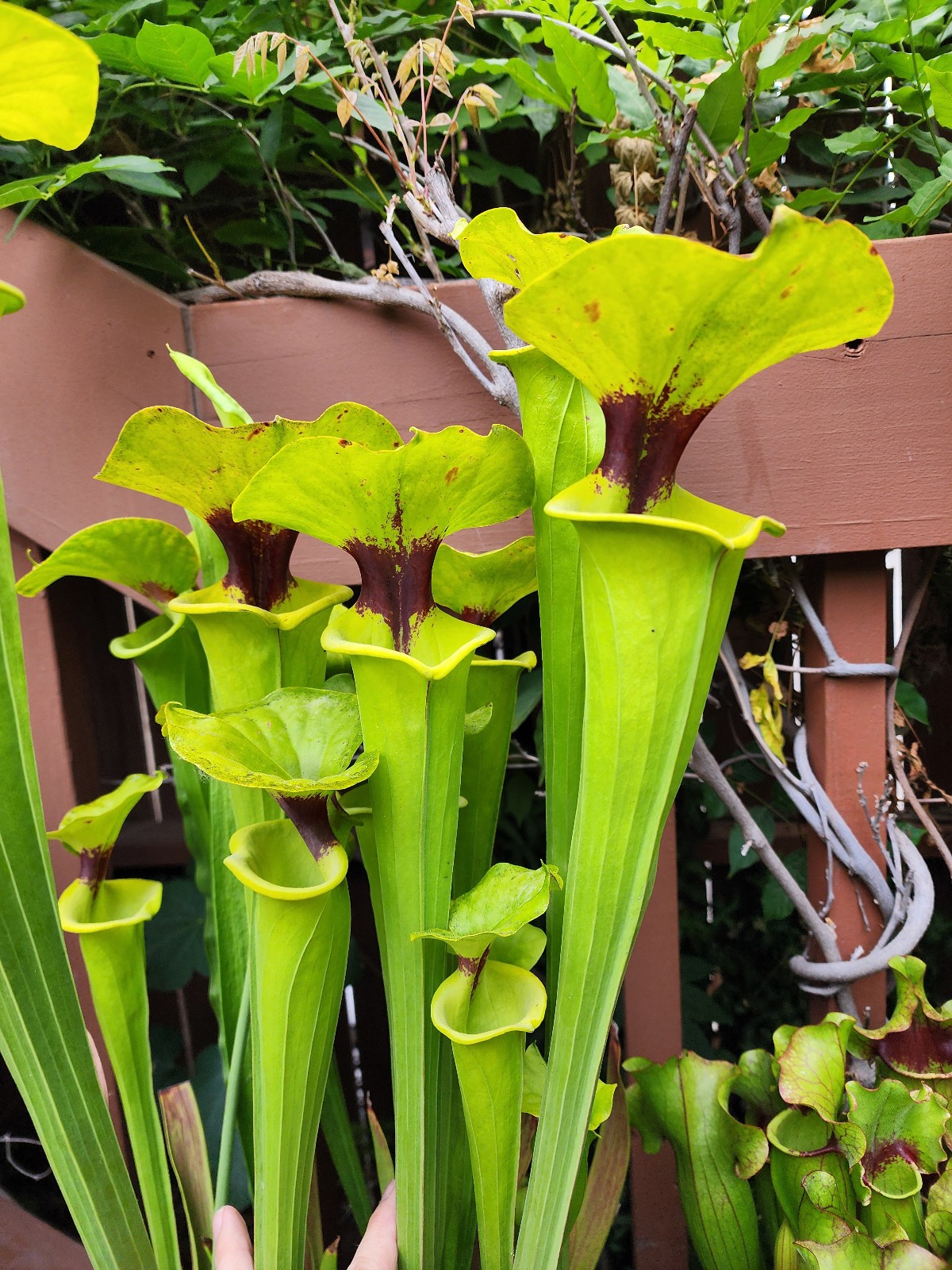 2025 SARRACENIA SEEDS: FLAVA RUGELII CLONE A X FLAVA ORNATA BLACK VEINS