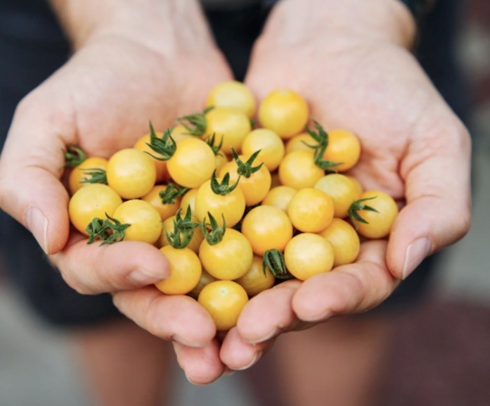 50 ORGANIC Non-GMO White Cherry Tomato Seeds