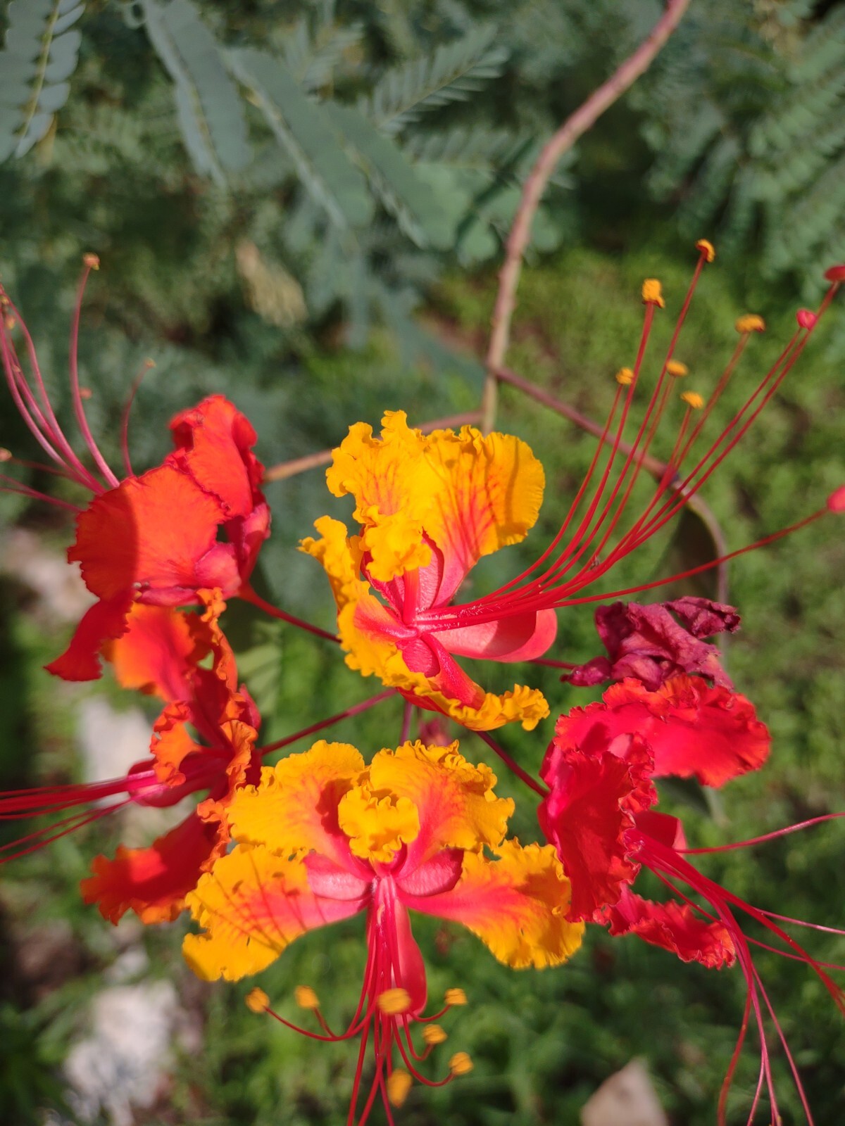 Pride of Barbados, Poinciana, Peacock flower, Red bird of paradise, 15 seeds