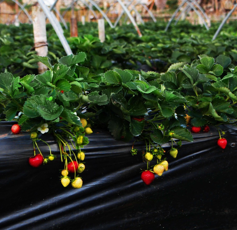 Everbearing Ozark Beauty Strawberry Plants 20 Bare Root Plants – TOP PRODUCER