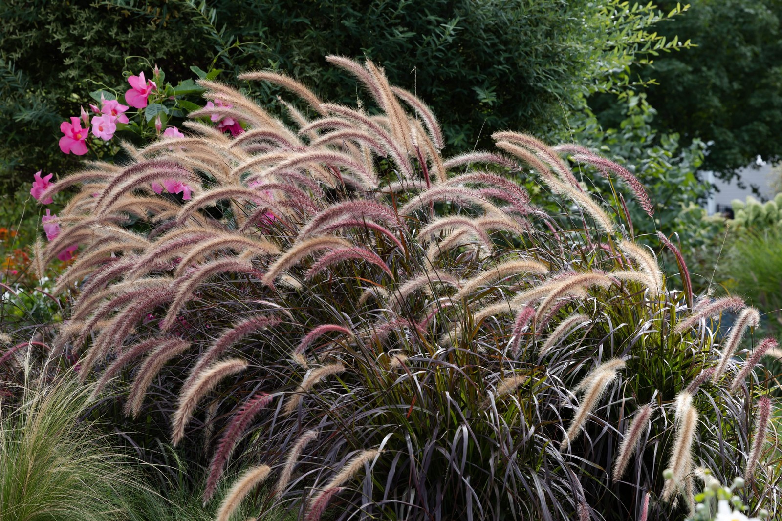 25 PURPLE FOUNTAIN GRASS Ornamental Pennisetum Setaceum Dark Burgundy Flower See