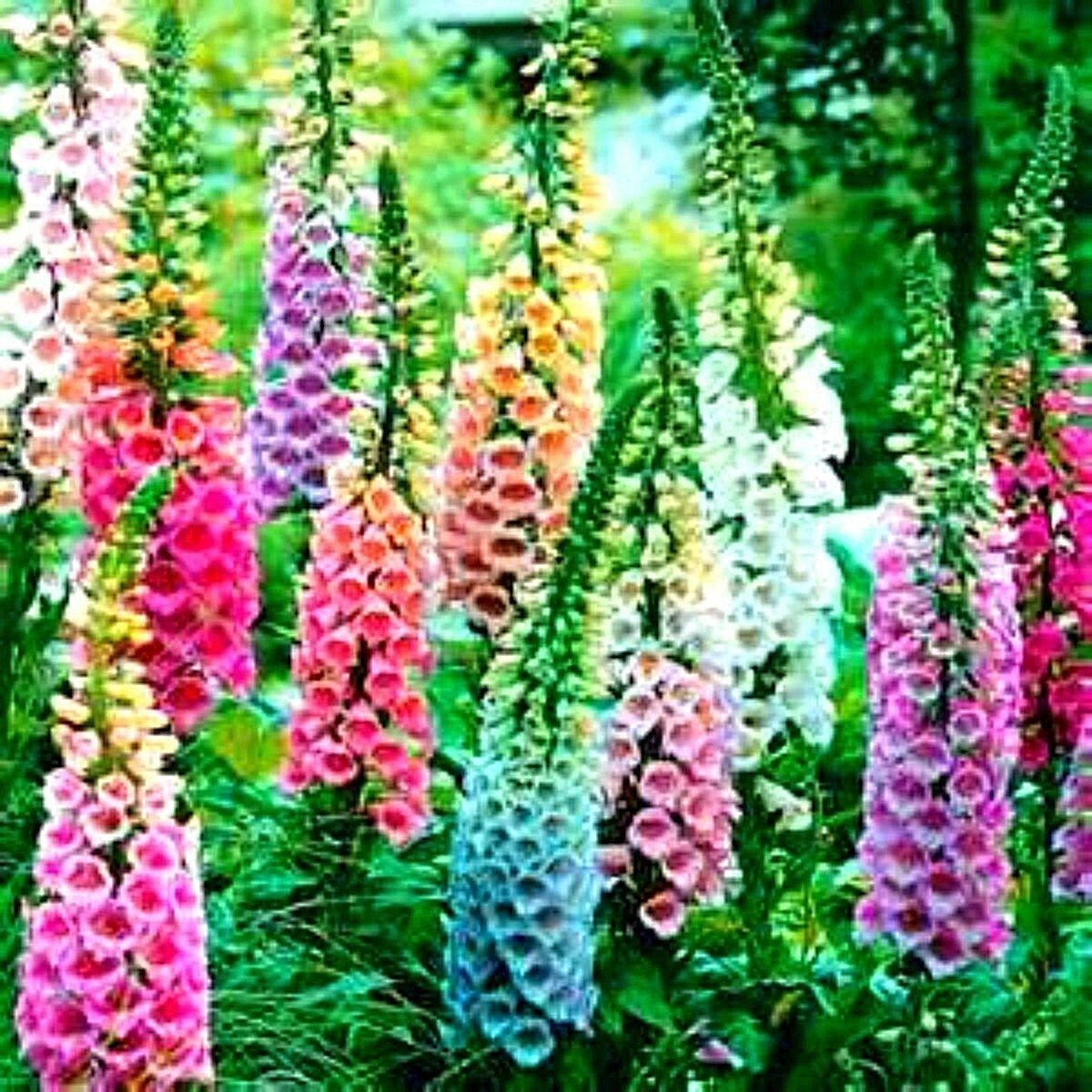 Beautiful Mixed Foxglove Seeds 100 Seeds 4 Ft tall Comb s/h