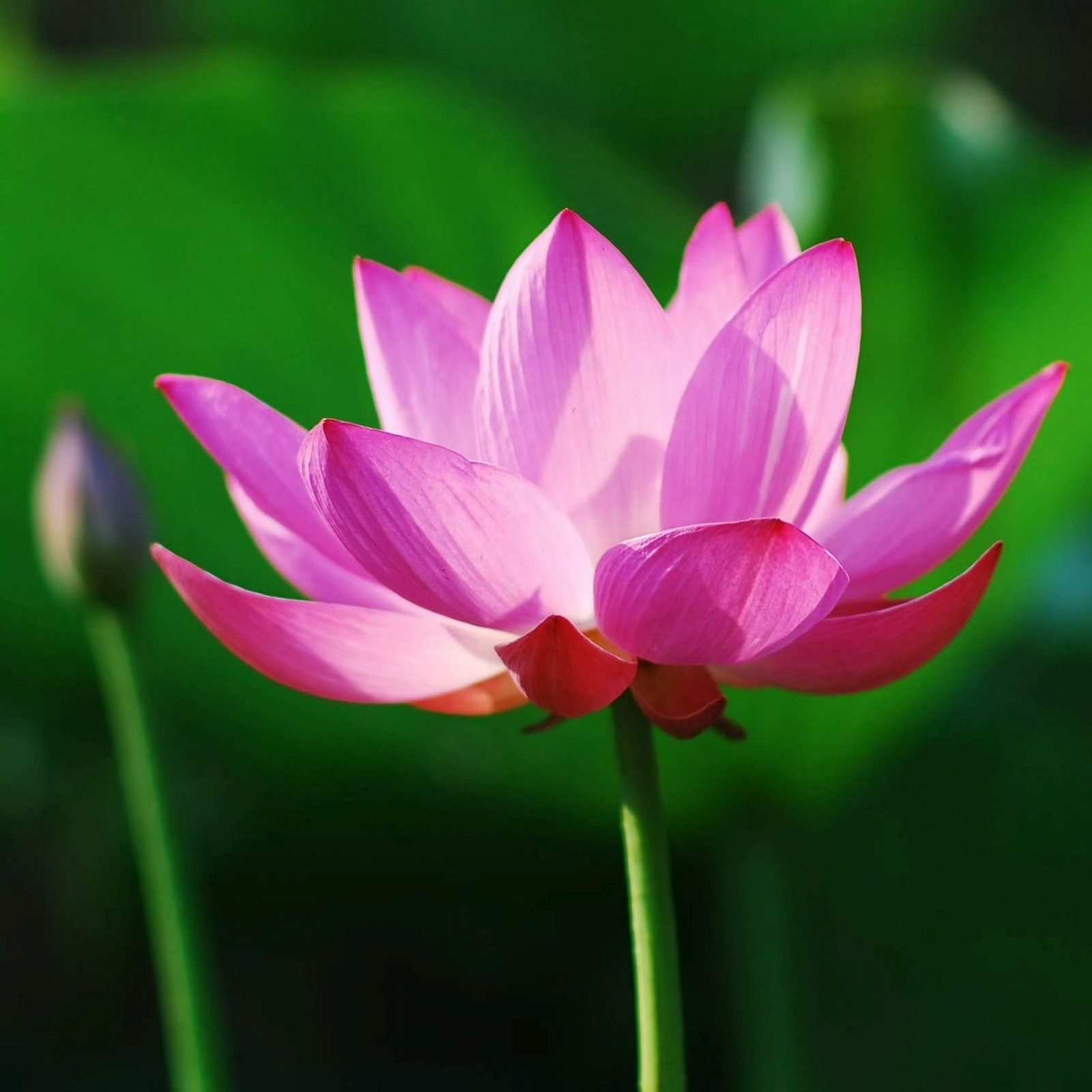 35 pcs Mini Lotus Seeds Variety Pack – Bonsai Lotus, Water Lily Garden Seeds …