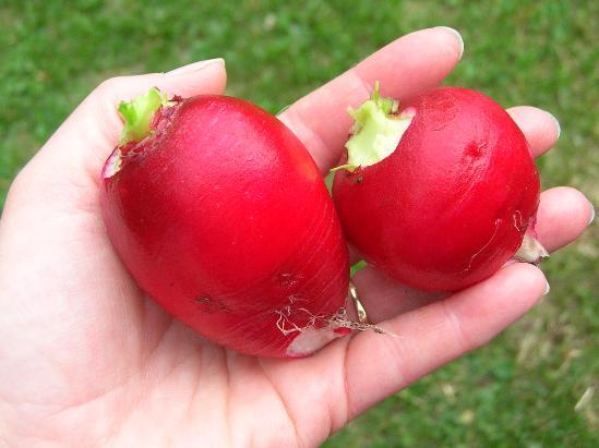 GERMAN GIANT RADISH SEEDS * SUPER LARGE HEIRLOOM FROM GERMANY * SCARLET RED SKIN