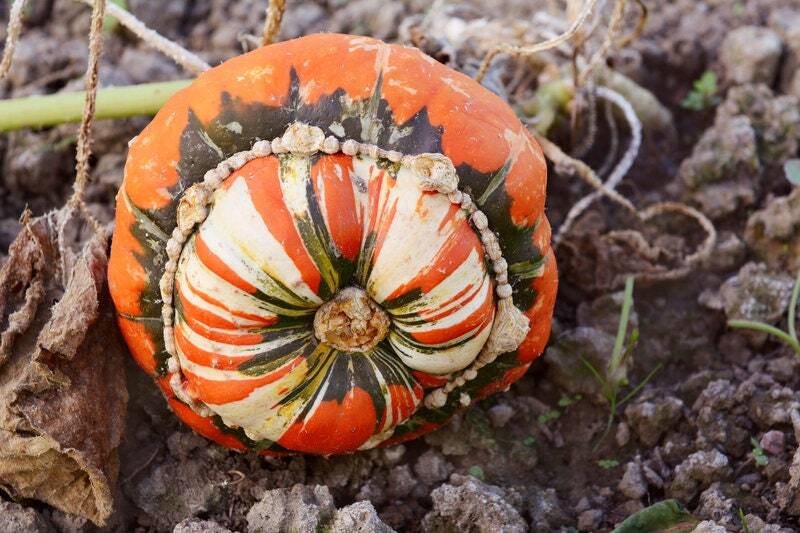 Turks Turban Squash Seeds