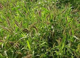 Millet Ornamental Vivian 1,000 seeds