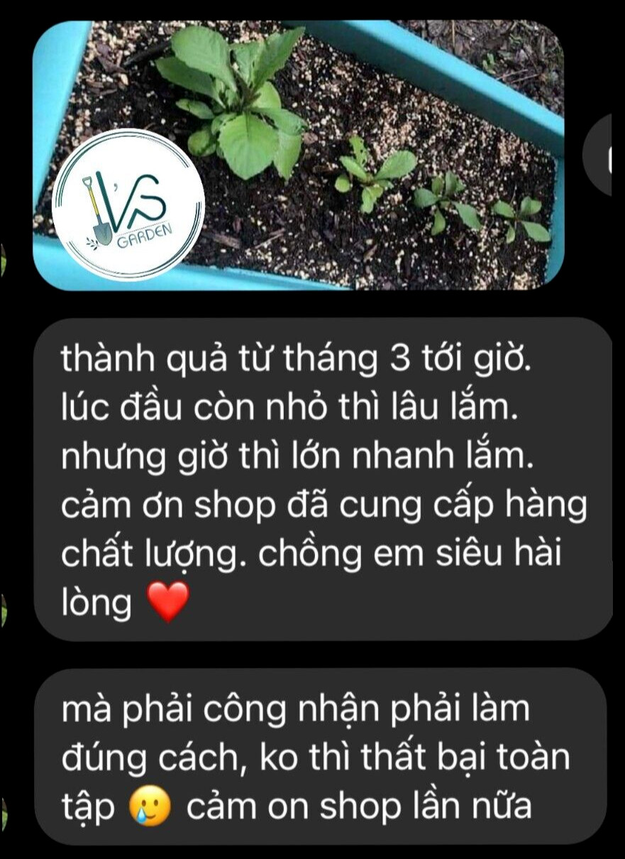 HẠT CẢI TRỜI (HƠN 200 HẠT) – BLUMEA LACERA SEEDS |SUPER TINY SEEDS|