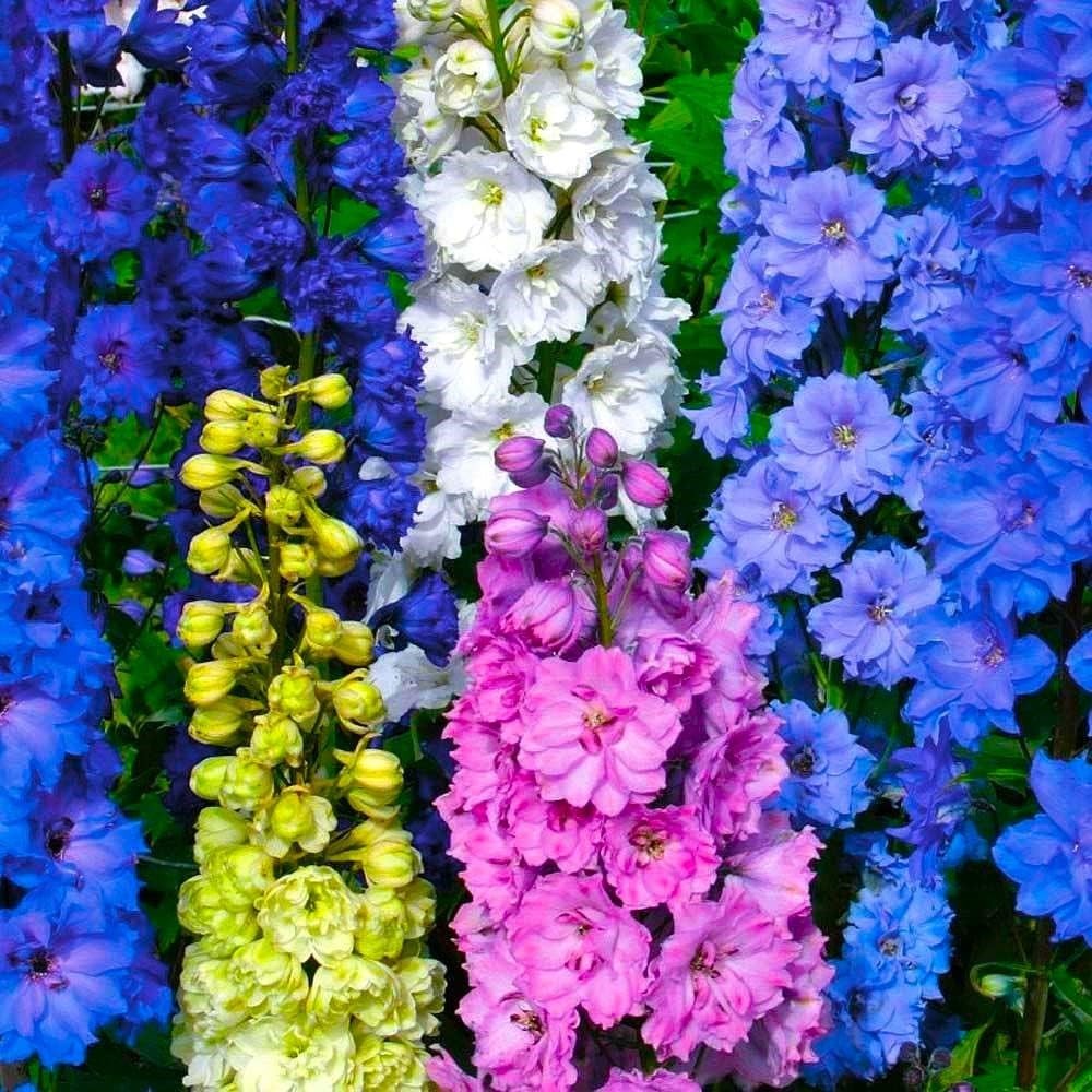 Delphinium Rocket Larkspur Imperial Seed Mix. Free Shipping!