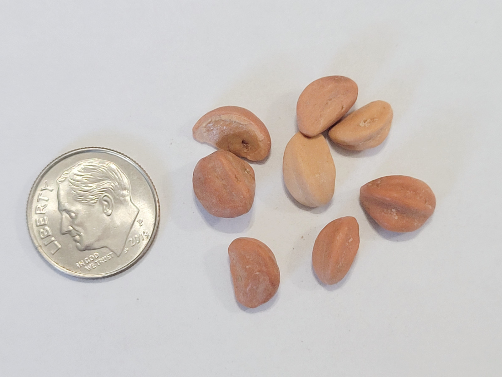 Hawthorn Seeds – Crataegus pinnatifida – Chinese Hawthorn Tree TCM Herb Fruit