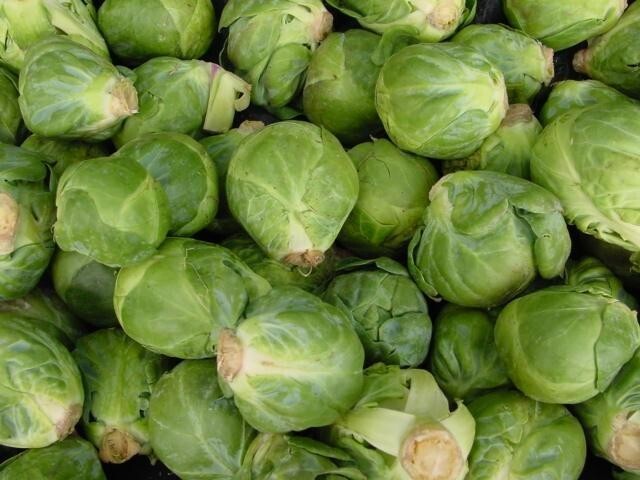 Brussel Sprouts, Long Island Improved 100 – 125 NON – GMO Seeds Heirloom