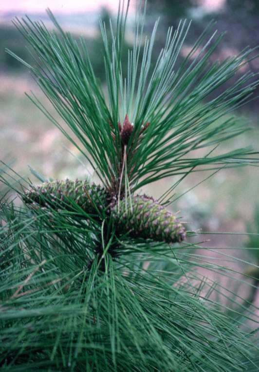 Ponderosa Pine, Pinus ponderosa, Tree Seeds