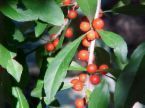Ilex decidua DECIDUOUS HOLLY Shrub Seeds!