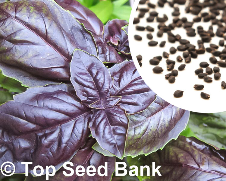 50+ Red Rubin Basil seeds, Dark Purple Italian Basil + Free GIFT | Organic
