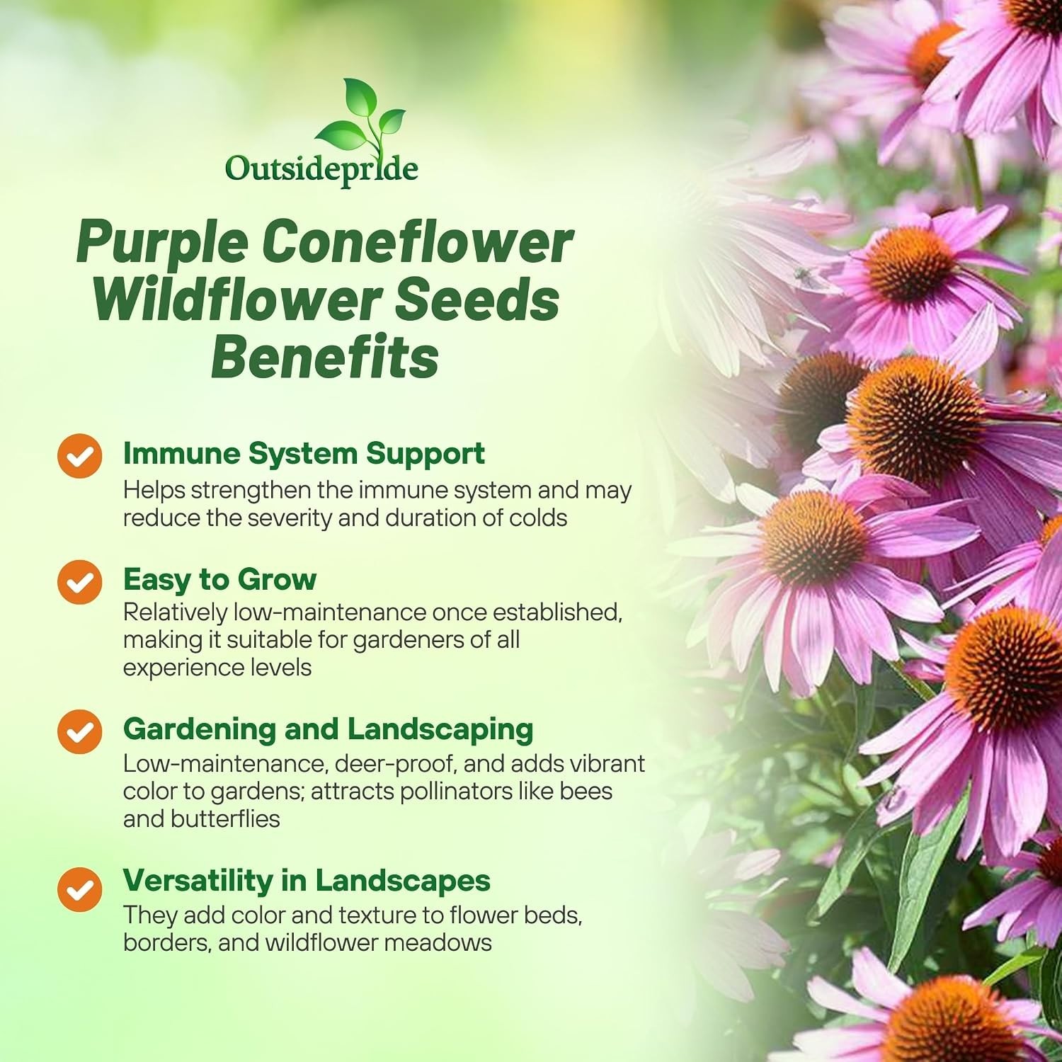 Easy-to-Grow Purple Coneflower Seeds – Drought-Tolerant