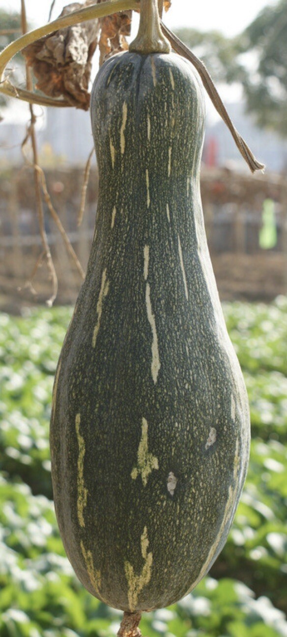 20 long Pumpkin Seeds 2023 fall fresh 番瓜倭瓜 种子