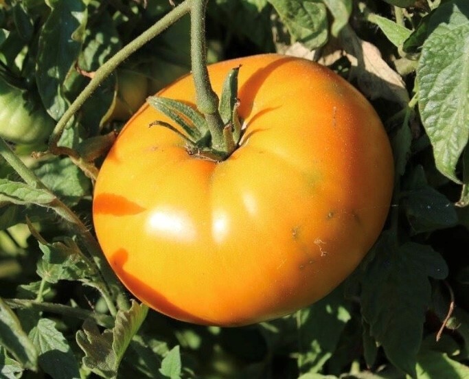 Orange Brandywine Tomato Seeds | Organic
