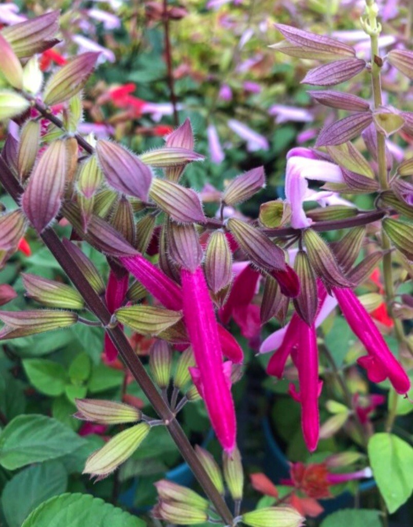 350 Salvia Farinacea Seeds Mealycup Sage Fragrant Flower Heirloom Variety White