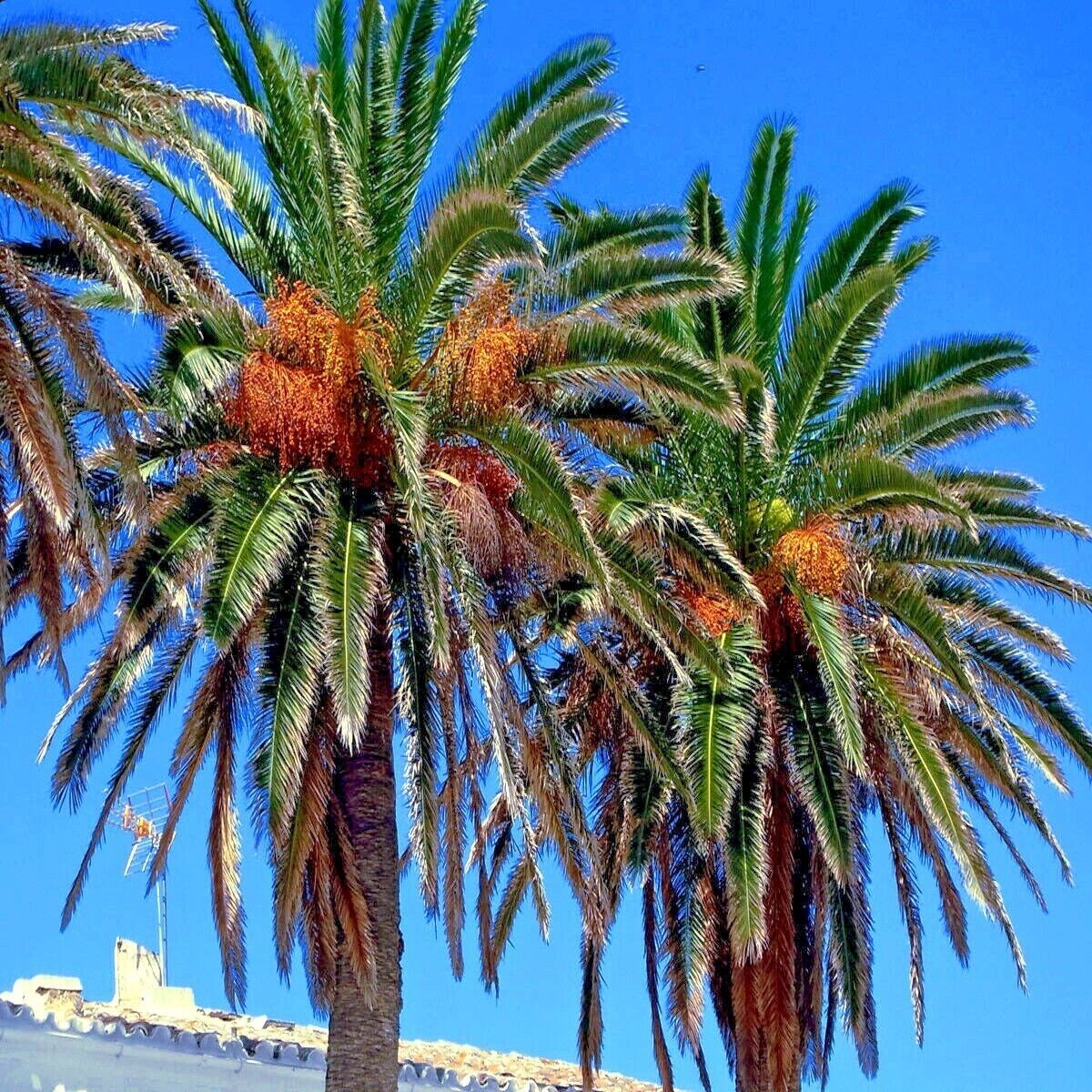 10 Date Palm Tree Seeds (Phoenix dactylifera) Edible Fruit Plant Hardy to Zone 8