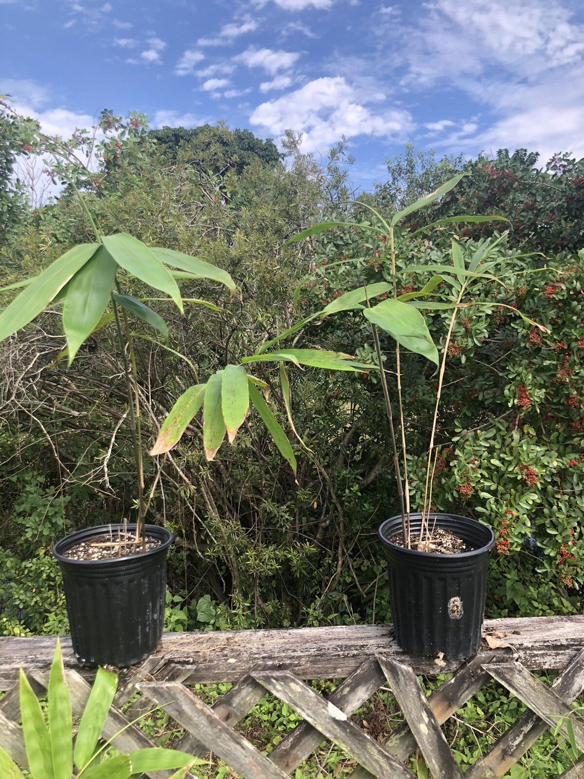 10 ROUGH BAMBOO SEEDS – Dendrocalamus asper