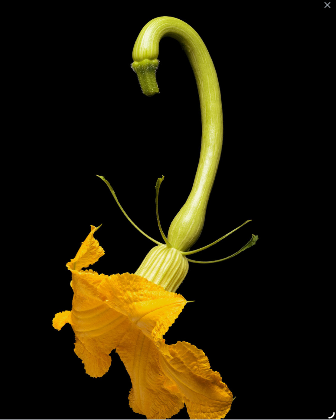 15 Tromboncino Squash Seeds Italian Zuchetta Cucuzzi. Summer and Winter in One !