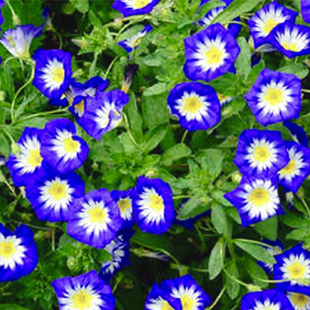 30+ Heavenly Blue Morning Glory Seeds / Hummingbird / Butterflies / Climber