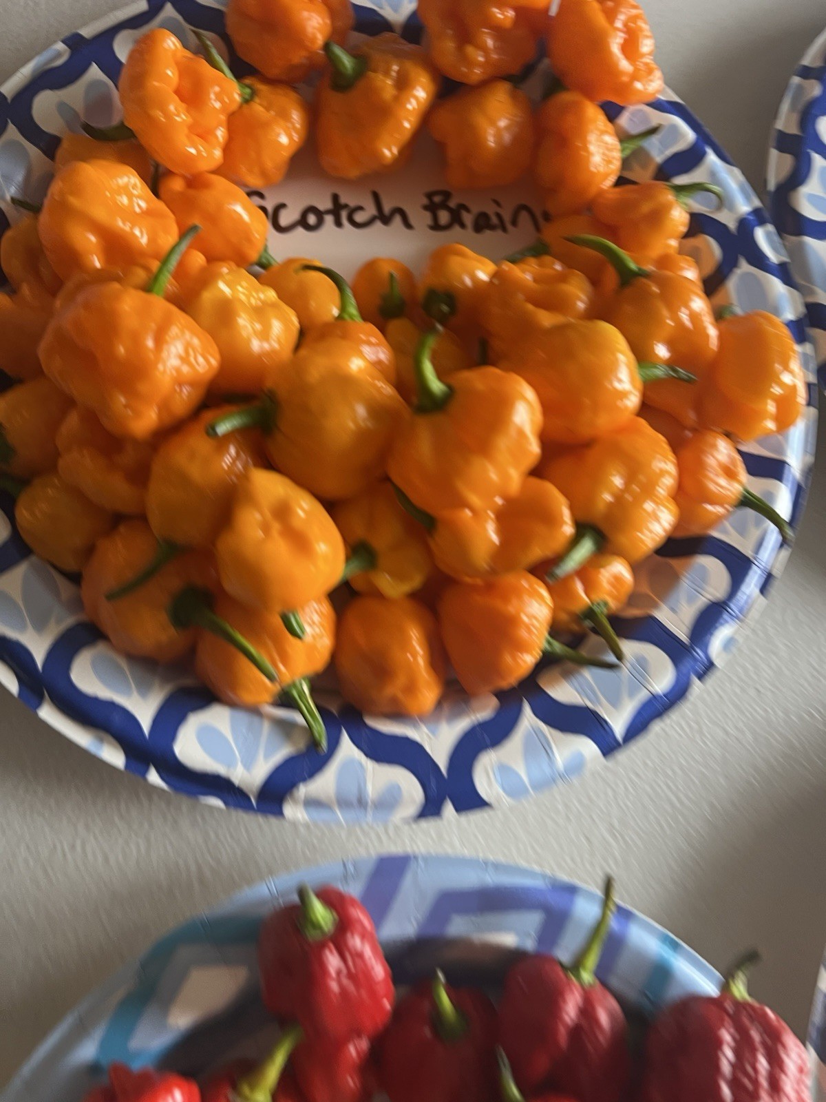 Scotch Brains Hot Pepper Seeds 15+ Per Pack