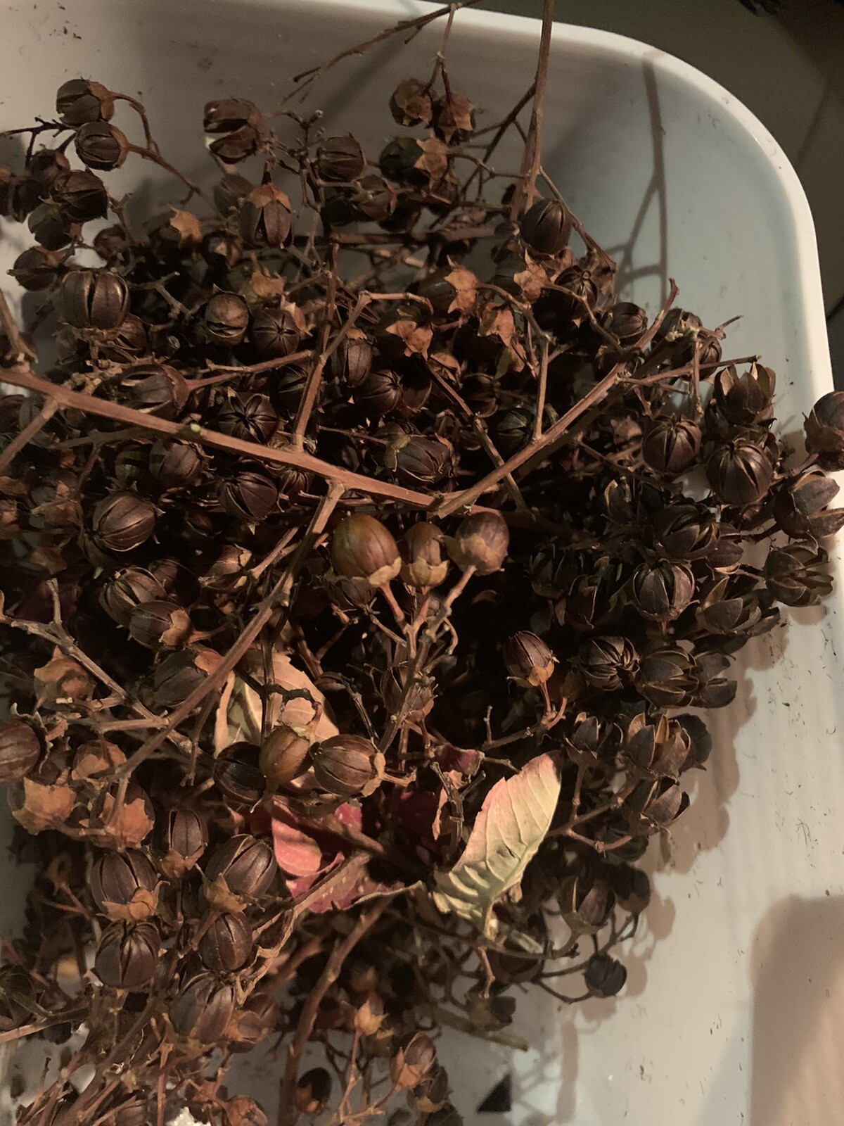 Crepe Myrtle Seeds-22 Crepe Myrtle Tree Seeds.