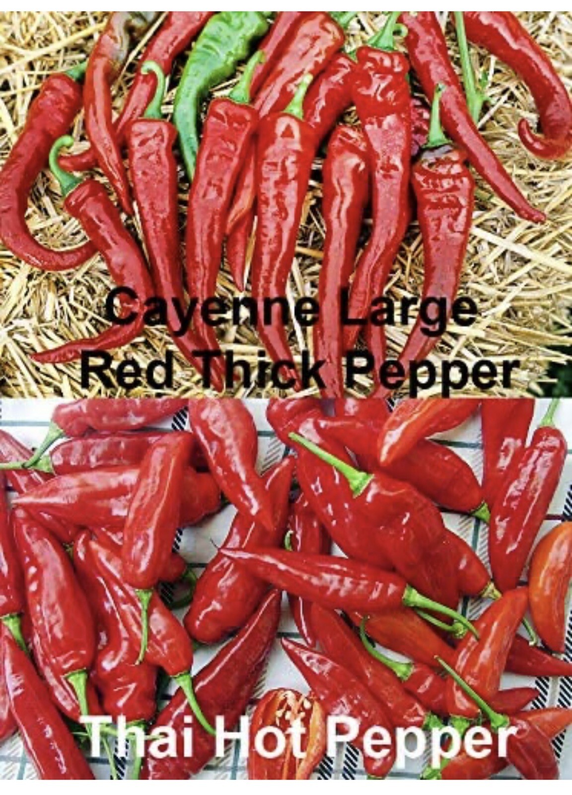 10 bags Asian Pepper Hot Mix (HOT) Vegetable Seeds NON-GMO Mixed 16 Types 100ct