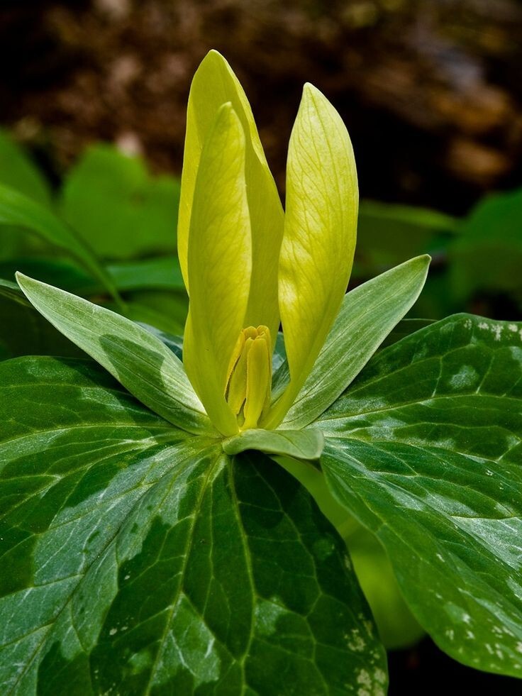 Yellow Trillium (Trillium luteum) | Bulbs