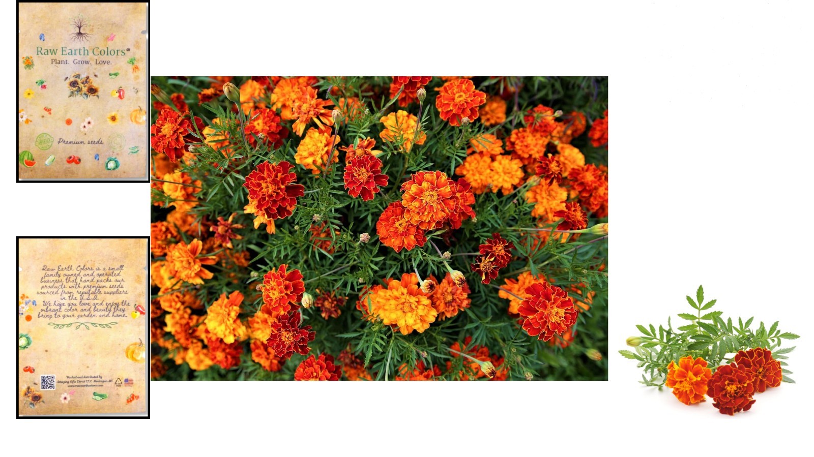 Heirloom Marigold Seeds Mix – 500 Seeds for Stunning Indoor and Outdoor Displays