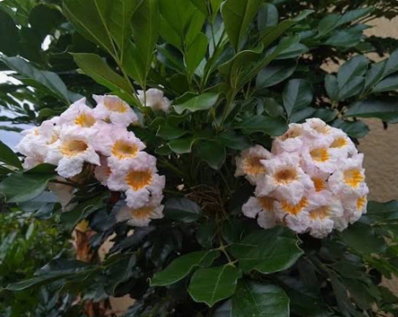 4″Pot of Dwarf Asian Tree Jasmine-RADEMACHERA KUNMING -AKA Dwarf Tree Jasmine