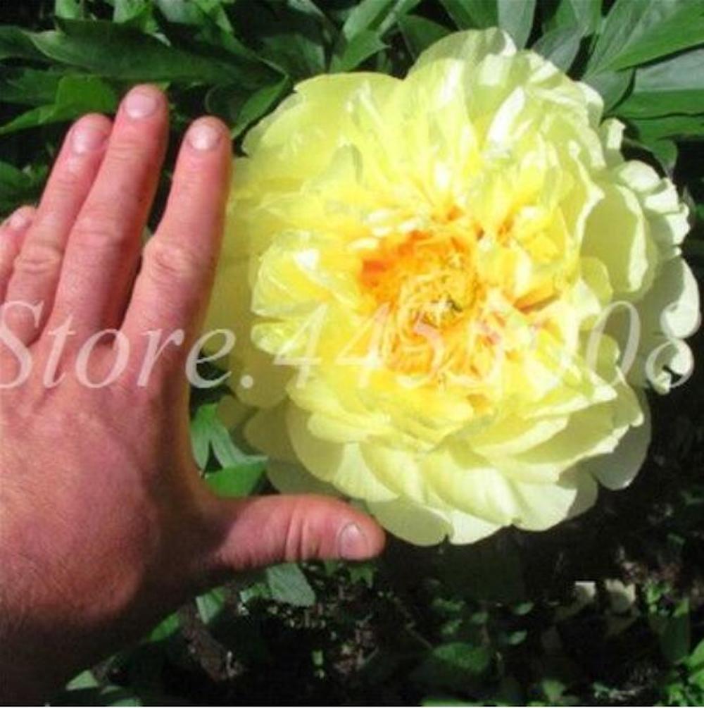 20 EXOTIC RARE PEONY SEEDS for garden flower beds plant bush USA SELLER USPS