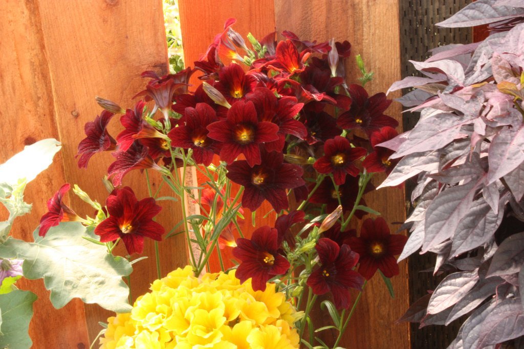 Burgundy Salpiglossis Seeds 50 Pelleted Seeds Stained Glass Flower