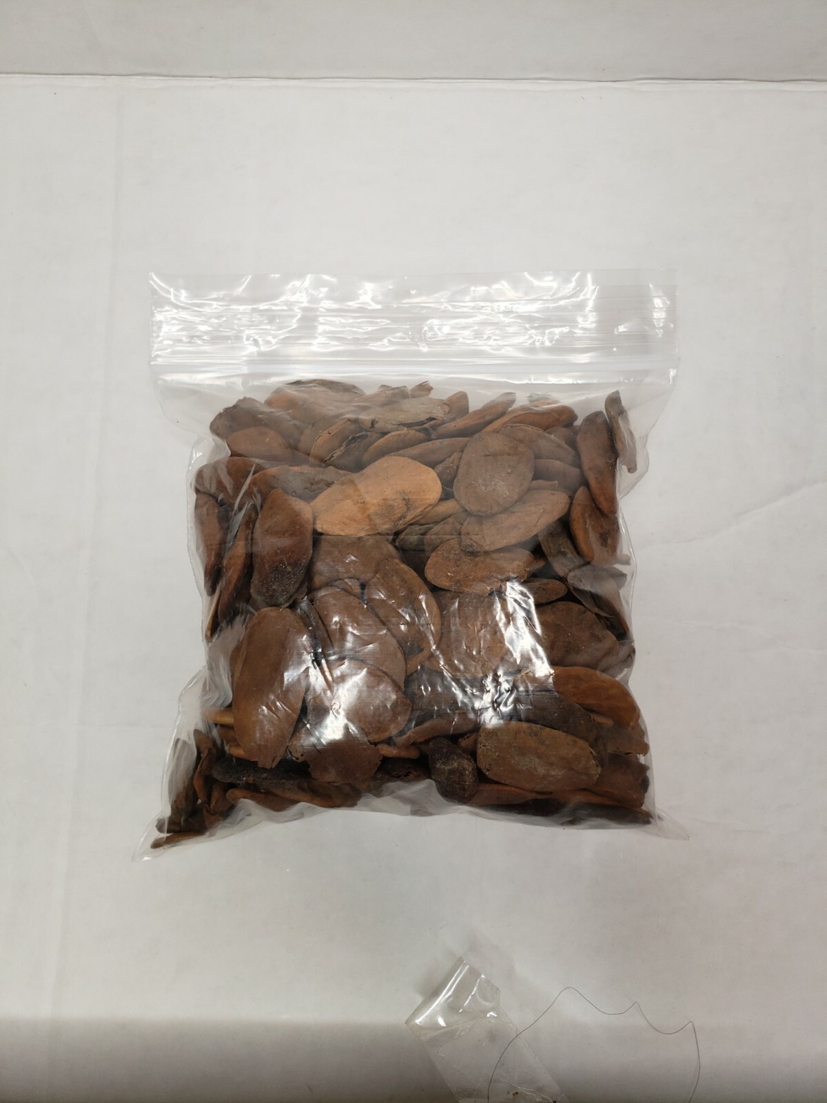 SALES Abere Seeds Miracle Seeds (Hunteria Umbellata) Diabetes seeds