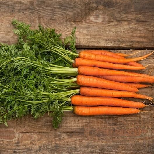300 SCARLET NANTES CARROT SEEDS ~ heirloomseedguy ~ 2026 ~ NON-GMO