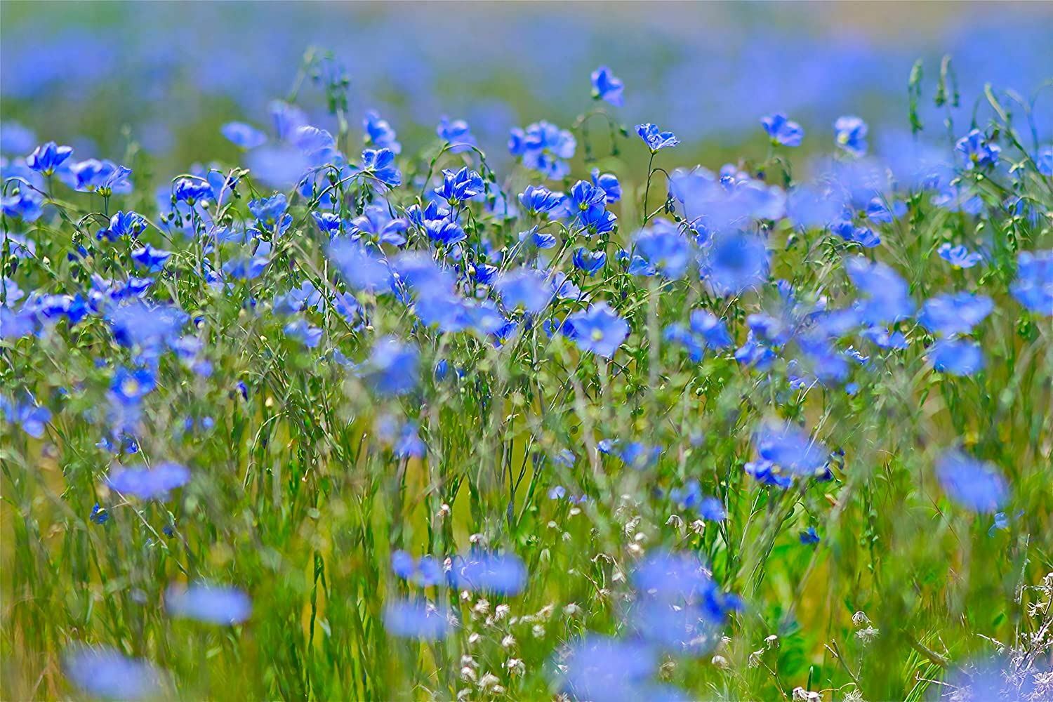 Flax Flower Seeds Blue Flax Flower Seeds, “COOL BEANS N SPROUTS” Brand.