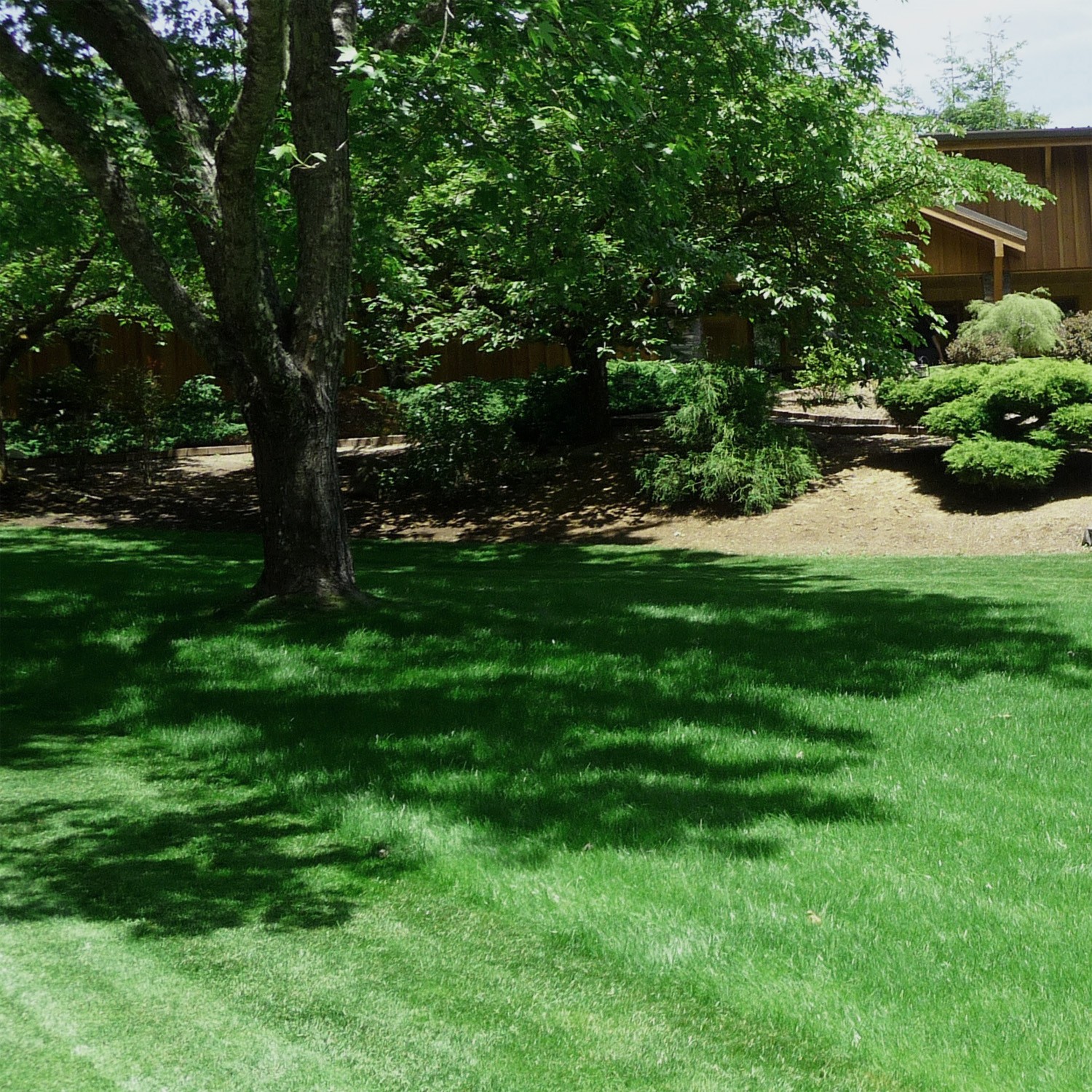 50 LBS – OptiGrowth Coated Legacy Fine Fescue Grass Seed For Lawns – Grass