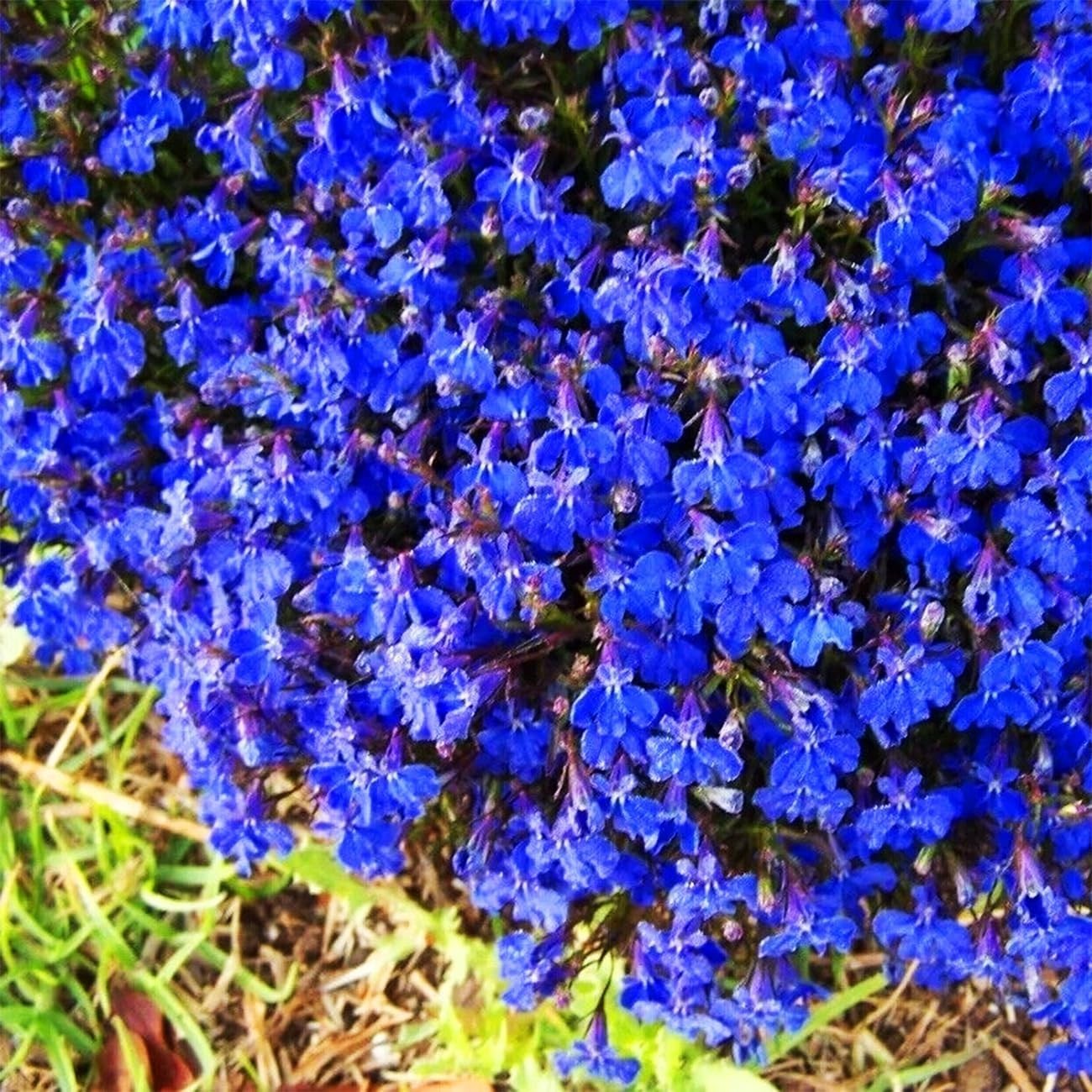 20000+ Magic Blue Creeping Thyme Seeds for Planting Ground Cover Plants Heirloom