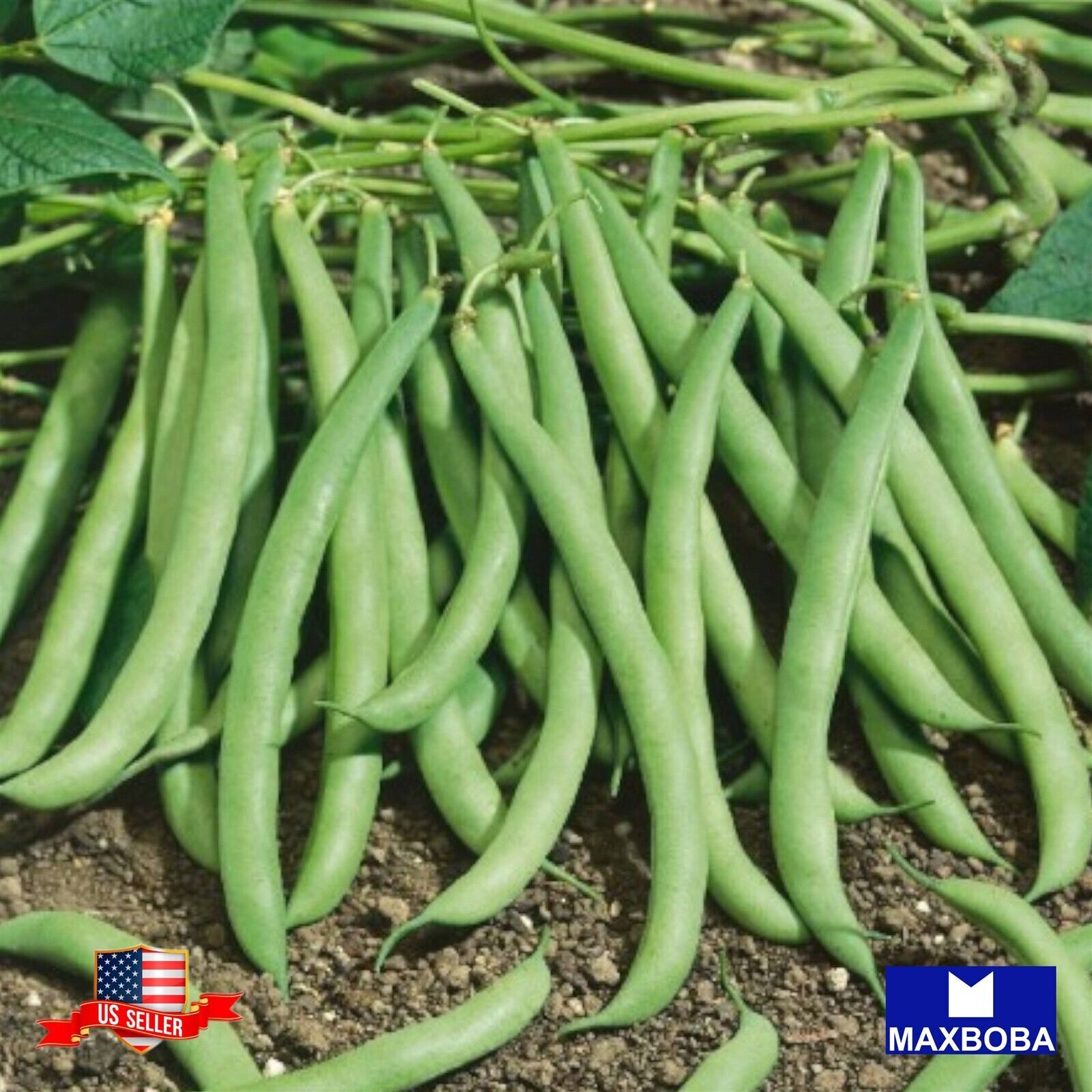 32+ Bean Seeds Bush Contender Heirloom Vegetable Non-GMO BOGO 50% OFF