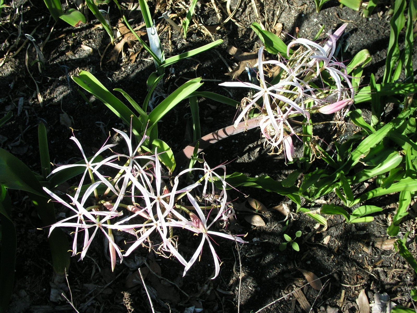Crinum Lily, Ligulatum (species), medium-size bulb, NEW, very unusual