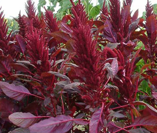 AMARANTHUS RED SPIKE Amaranthus Cruentus – 500 Bulk Seeds