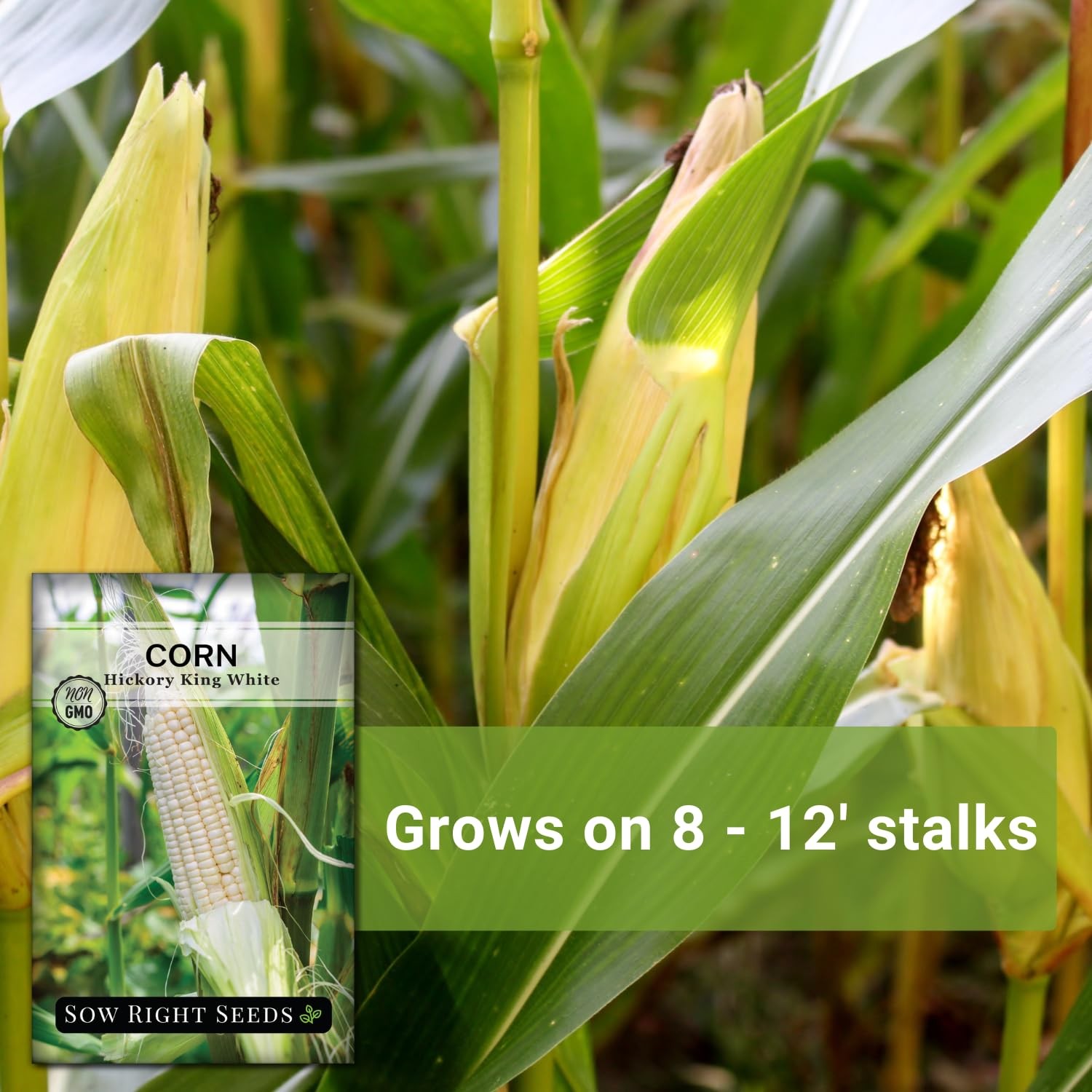 Hickory King White Corn Seeds for Planting NonGMO Heirloom Packet with Inst…