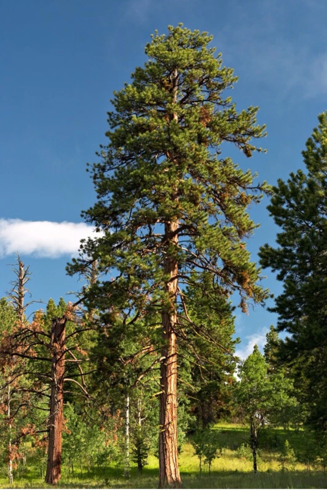 50 Ponderosa Pine, Pinus ponderosa, Tree Seeds Hardy Evergreen Feed Horses Hay